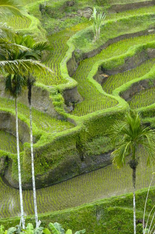 Alami Villa Ubud  Ngoại thất bức ảnh